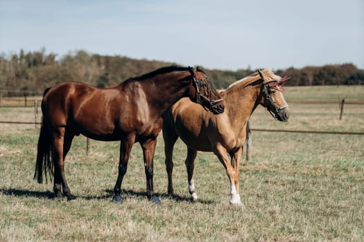 Horse farm. Horses on a horse farm. Horses graze on a horse farm.