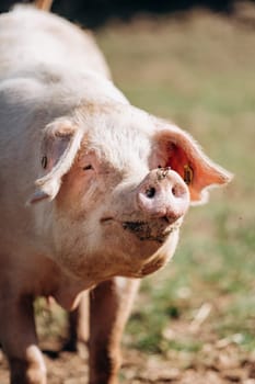 Pigs graze on the farm. Pigs and farm.