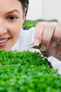Female scientist researching on plants in a laboratory