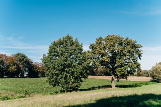 Field, tree and blue sky. Trees in a green field and a beautiful sky.