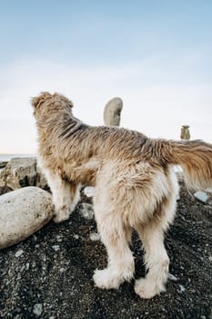 A figure of stones standing on top of each other against a blurred background of the sea shore. Near shapes of stones walking the dog. Dog admires the seascape