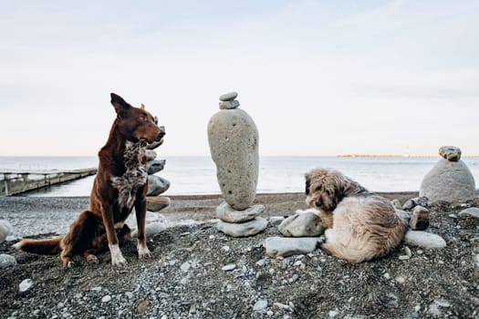 A figure of stones standing on top of each other against a blurred background of the sea shore. Near shapes of stones walking the dog. Dog admires the seascape
