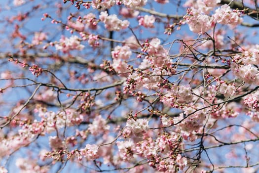Flowering branches of cherry blossoms against a beautiful blue sky.