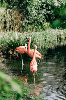 Flamingos walk in a small lake. Around lake high the grasses.