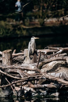 Grey heron looks forward staying on the dry branch