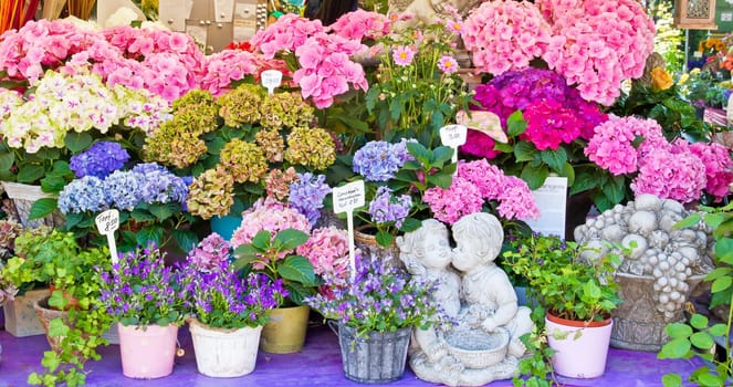 Flowers at the Viktualienmarkt in Munich
