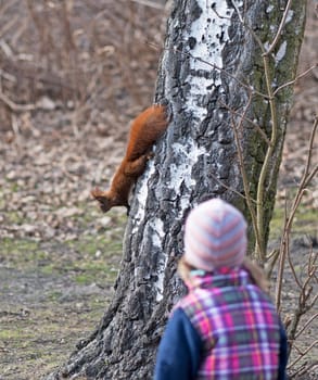 Child watches squirrel