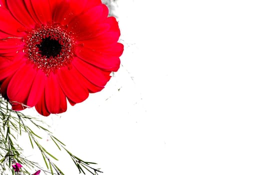 A red flower on a white background, cropped on the left top corner.