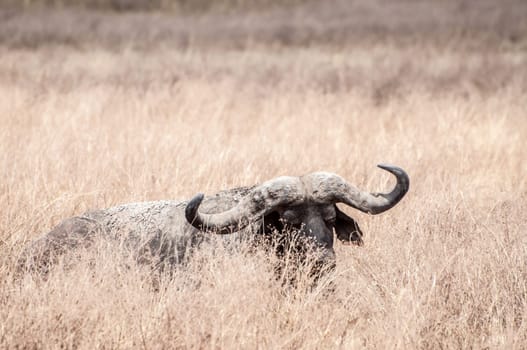 A buffalo lying down in the dry grass of the Ngorongoro Crater, with eyes closed.