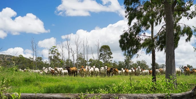 Australian Rural landscape panorama with herd of Beef Cattle in Queensland with lush green pasture after good rain