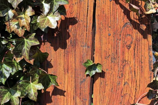A window overgrown by ivy. Ivy grows through a window shutter.