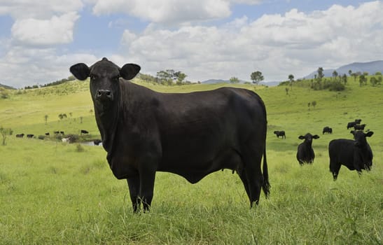 Black cow with a cattle herd in green pasture with cloudy sky in rural Queensland Australia