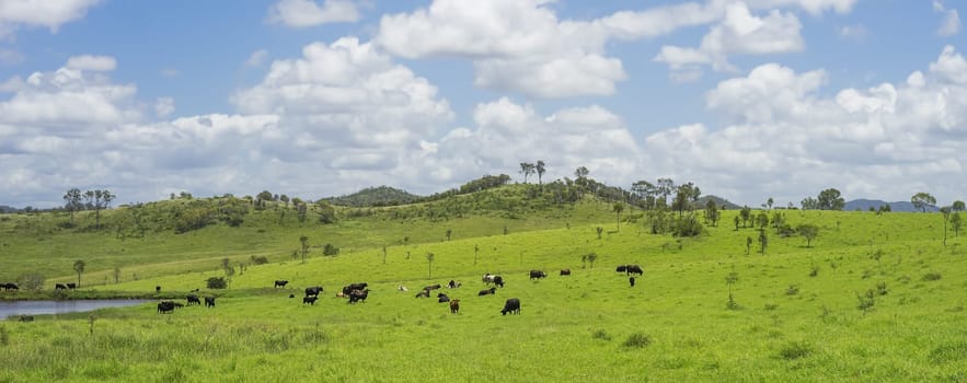 Australian Agriculture Beef Cattle Farming in Queensland with lush green pasture after good rain