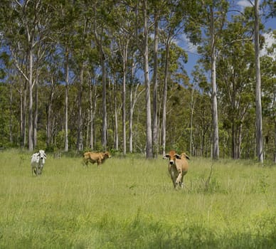 Australian Countryside landscape with cows in green pasture amongst tall gum trees