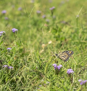 Green grass summer background with butterfly and australian purple wild flowers