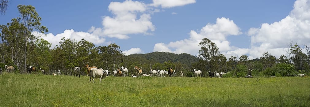 Australian cattle ranch panoramic country scene with herd of cows in green grass pasture