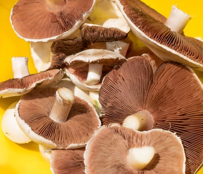 Fresh picked edible field mushrooms