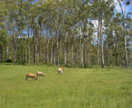 Australian rural bush scene landscape with tall gum trees and beef cattle grazing on fresh green grass