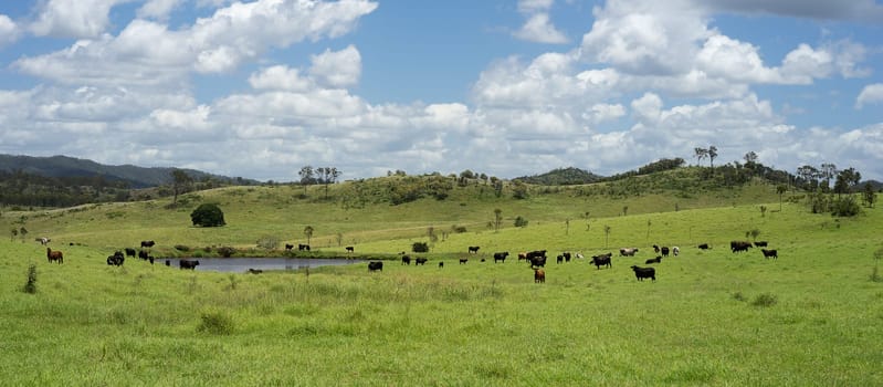 Queensland Rural Scene with herd of beef cattle on a country ranch with cloudy summer sky
