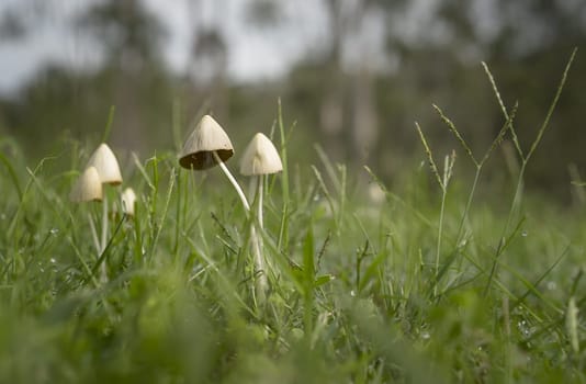 Life emerges after summer rainfall with green grass, mushrooms fungi and raindrops