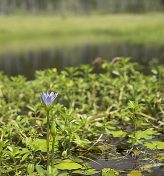 New Bloom of Waterlily on a rural dam waterhole in Queensland with bokeh copyspace