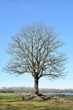 Chestnut tree on a meadow by the lake in spring