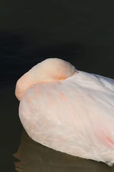 a watchful flamingo