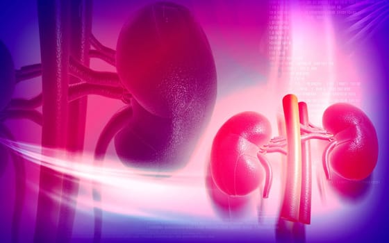 Digital illustration of kidney in colour background