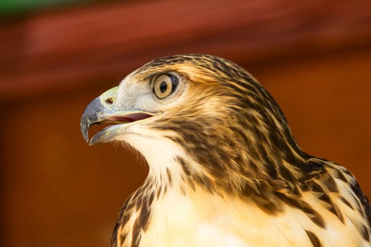 Closeup of a Bonelli's Eagle posing with shallow focus. Side view