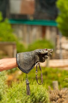 Falconers hand with leather glove holding a piece of meat for a bird of prey at countryside