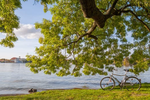 Bicycle stands under a tree by the lake