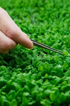 Female scientist researching on plants in a laboratory
