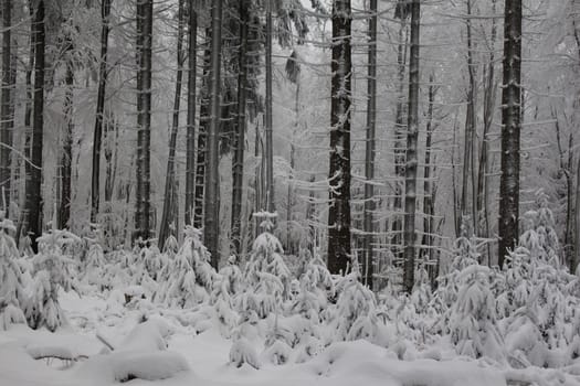 Small conifers in the winter magic forest