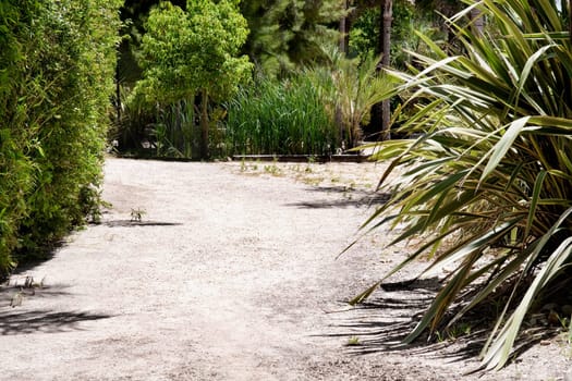 Dirt road in a park