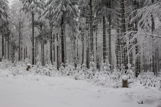 Small conifers in the winter magic forest