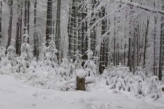 Small conifers in the winter magic forest