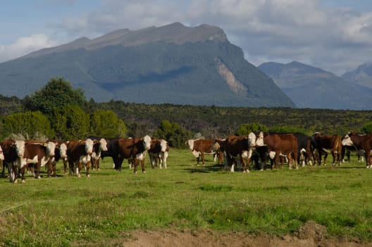 Herd of cows Bos taurus. Southland. South Island. New Zealand.