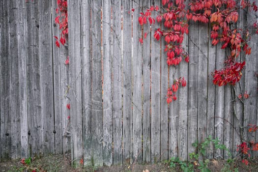 Bright red leaves of wild grapes ivy on rustic wooden background. autumn season. background texture of leaves of wild grapes