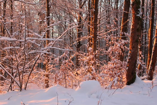 winter forest at sunset