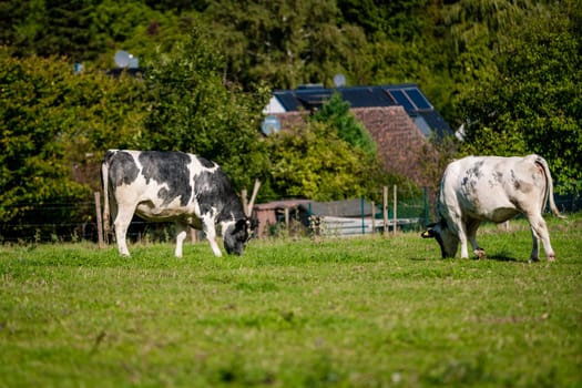 cows in a grassy field on a bright and sunny day