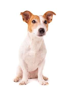 dog jack russell terrier looks up on a white background