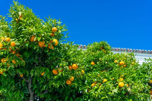 Mandarin tree with ripe fruits. orange tree. Ripen clementines on trees in a citrus cultivation