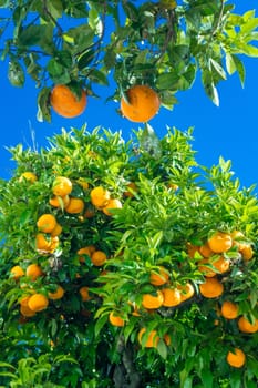 Mandarin tree with ripe fruits. orange tree. Ripen clementines on trees in a citrus cultivation