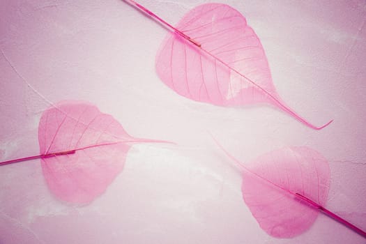 Transparent skeleton leaf with beautiful texture on pink background