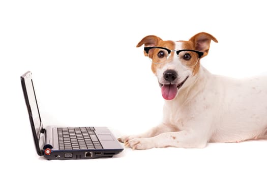 jack russell dog using a computer and browsing the internet