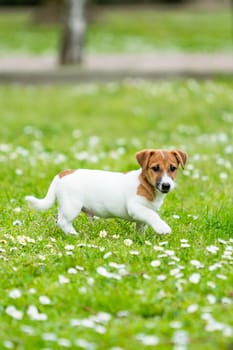 jack russel on  meadow