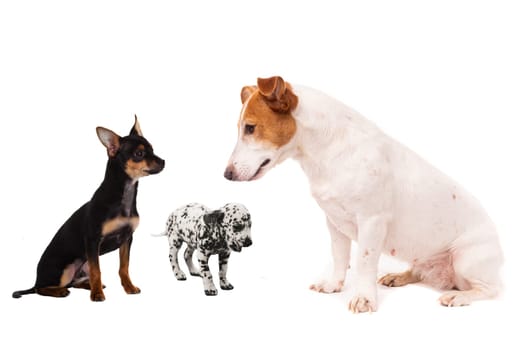Group of dogs. Close-up of puppies, isolated on white