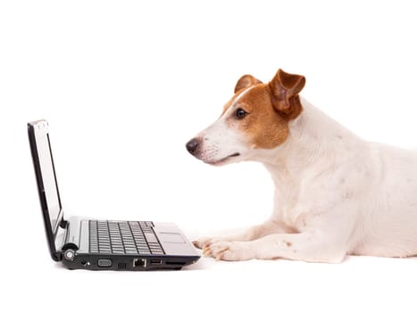 jack russell dog using a computer and browsing the internet