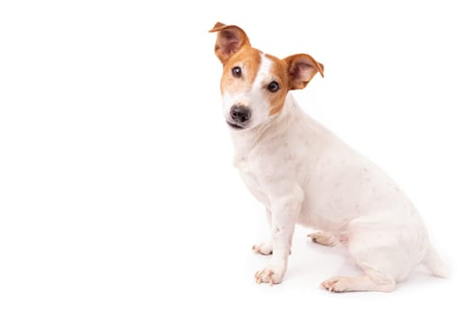 Jack Russell Terrier, isolated on white background at studio