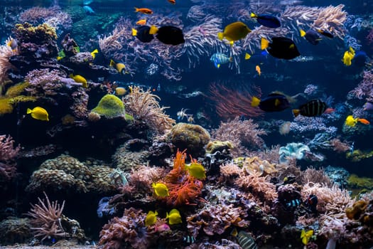 underwater coral reef landscape with colorful fish and marine life